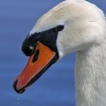 Höckerschwan (Cygnus olor)